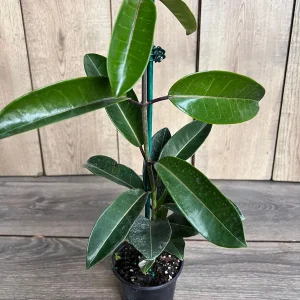Stephanotis Floribunda Live Plant 6