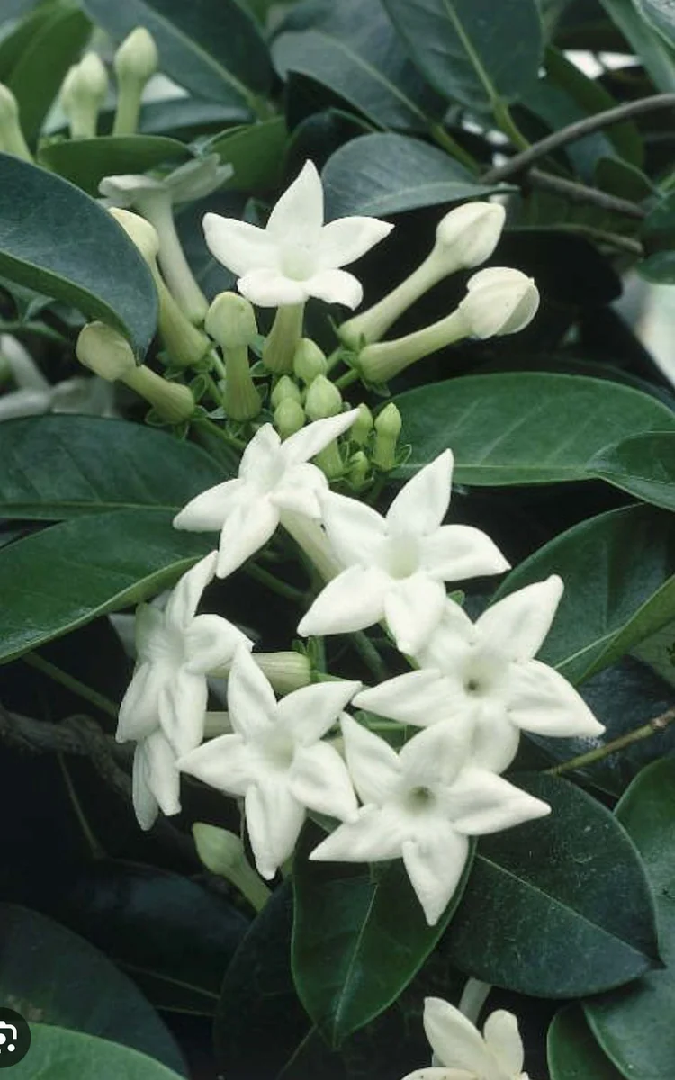 Stephanotis Floribunda Live Plant 6" Pot - Madagascar Jasmine Vine Indoor/Outdoor - Image 1
