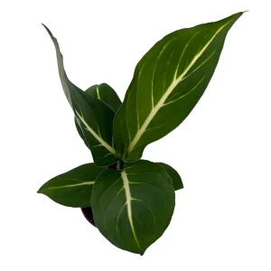 Sterling Dieffenbachia Live Plant - 2.5 inch Pot - Indoor Houseplant - Image 2