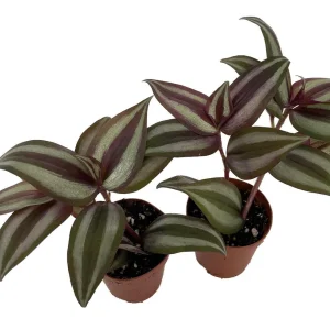 Sterling Silver Tradescantia Live Plant – 2 Plants – 2 inch Pots – Purple & Silver Foliage - Image 1