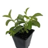 Stevia Crenata Live Plant - Sweet Leaf Herb, Hardy Perennial, 4" Pot - Image 1