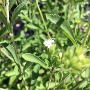 Stevia Crenata Live Plant - Sweet Leaf Herb, Hardy Perennial, 4" Pot - Image 2