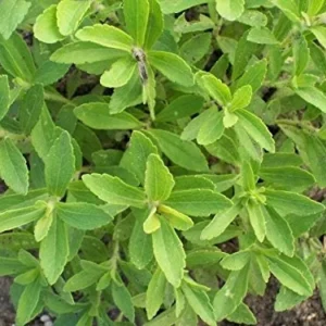 Stevia Crenata Live Plant - Sweet Leaf Herb, Hardy Perennial, 4