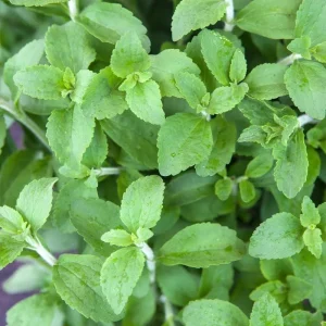Stevia Live Plant – Natural Sweet Herb – 4 Inch Pot – Edible Perennial - Image 2