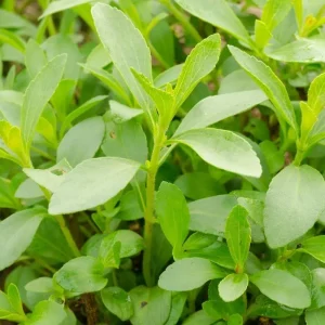 Stevia Live Plant – Natural Sweet Herb – 4 Inch Pot – Edible Perennial - Image 3