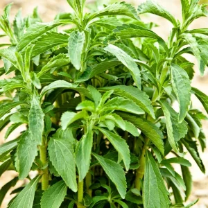 Stevia Live Plant – Natural Sweet Herb – 4 Inch Pot – Edible Perennial - Image 5