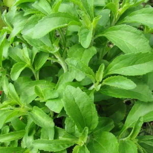 Stevia Live Plant – Natural Sweet Herb – 4 Inch Pot – Edible Perennial - Image 6
