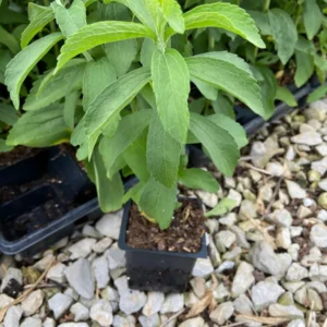 Stevia Live Plant - Natural Sweetener Herb in 3.5 inch Pot - Indoor/Outdoor - Image 2