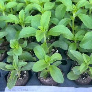 Stevia Rebaudiana Live Plant – Sweet Leaf Herb – Well-rooted Plug - Image 1