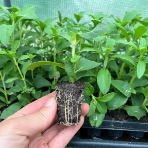 Stevia Rebaudiana Live Plant – Sweet Leaf Herb – Well-rooted Plug - Image 4