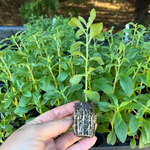 Stevia Rebaudiana Live Plant – Sweet Leaf Herb – Well-rooted Plug - Image 5