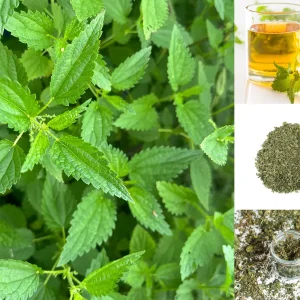 Stinging Nettle Bare Root Plants - Urtica dioica Live Herb for Planting, USDA Zones 4-10 - Image 10