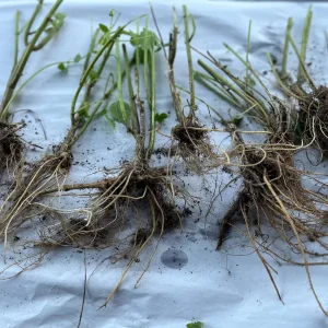 Stinging Nettle Bare Root Plants - Urtica dioica Live Herb for Planting, USDA Zones 4-10 - Image 3