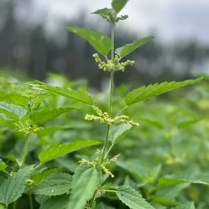 Stinging Nettle Bare Root Plants - Urtica dioica Live Herb for Planting, USDA Zones 4-10 - Image 6