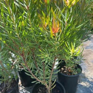 Strawberry Blonde Leucadendron Live Plant – Compact Conebush – 1ft Tall in 6in Pot – Outdoor Shrub - Image 2