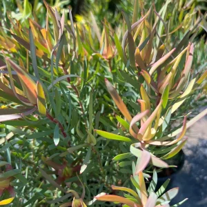 Strawberry Blonde Leucadendron Live Plant – Compact Conebush – 1ft Tall in 6in Pot – Outdoor Shrub - Image 1