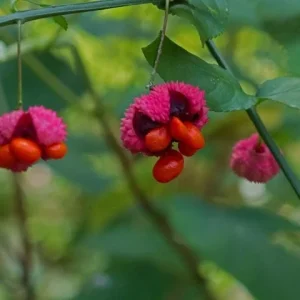 Strawberry Bush (Euonymus Americana) Live Plant – 4 inch Pot – Outdoor Shrub - Image 3