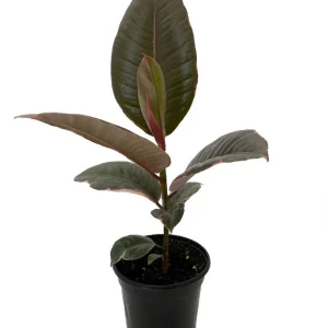 Strawberry & Cream Rubber Tree Live Plant - Ficus elastica - 4 inch Pot - Indoor - Image 2