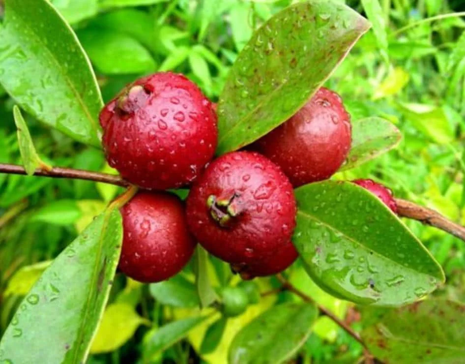 Strawberry Guava Live Plant - 4-6" Tall Starter - Psidium Cattleianum Fruit Tree - Image 2