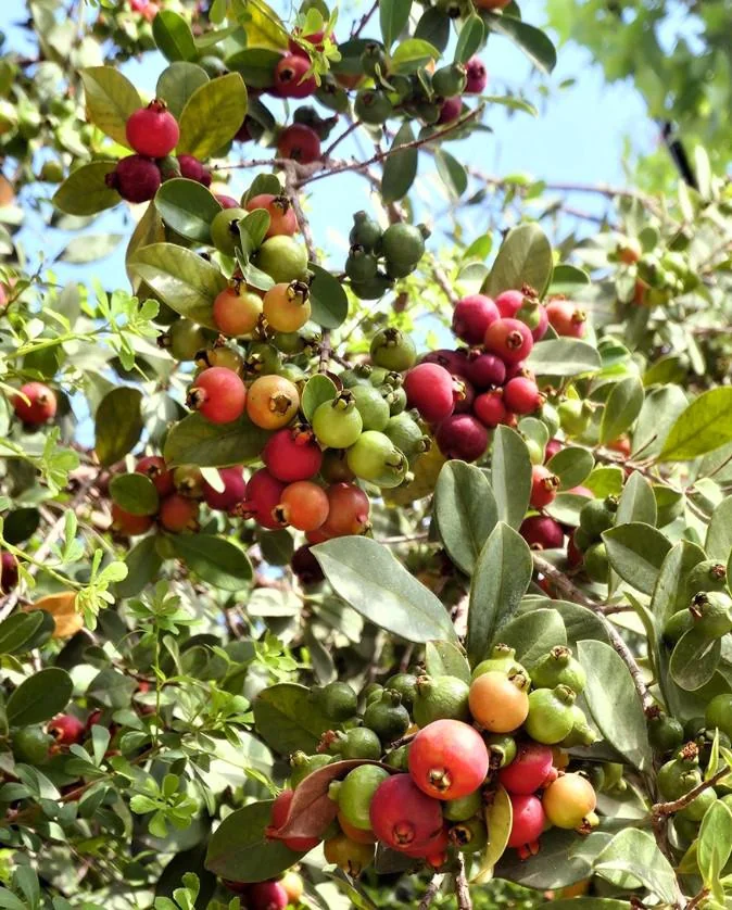 Strawberry Guava Live Plant - 4-6" Tall Starter - Psidium Cattleianum Fruit Tree - Image 4