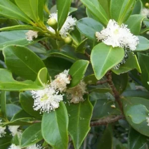 Strawberry Guava Live Plant - 4-6