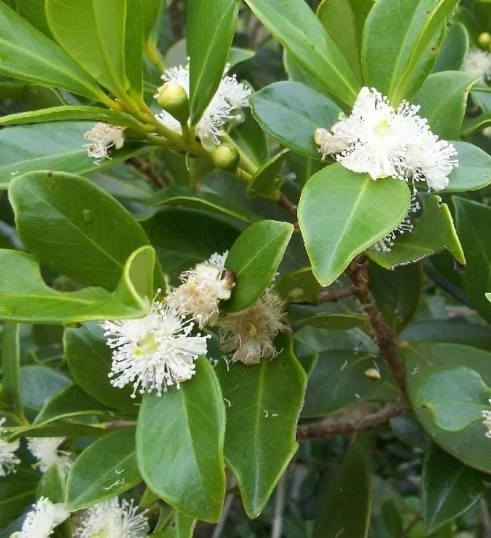 Strawberry Guava Live Plant - 4-6" Tall Starter - Psidium Cattleianum Fruit Tree - Image 5