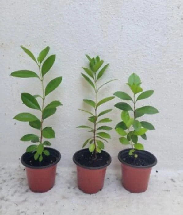 Strawberry Guava Live Plant - 4-6" Tall Starter - Psidium Cattleianum Fruit Tree - Image 6