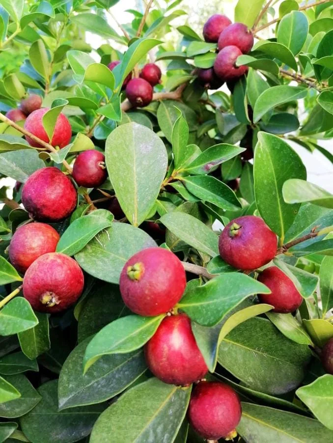Strawberry Guava Live Plant - 4-6" Tall Starter - Psidium Cattleianum Fruit Tree - Image 1