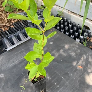 Strawberry Guava Live Plant - Psidium cattleianum, 12 inch Bush in 4 inch Pot - Image 2