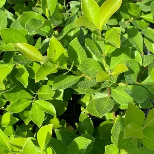 Strawberry Guava Live Plant - Psidium cattleianum, 12 inch Bush in 4 inch Pot - Image 3