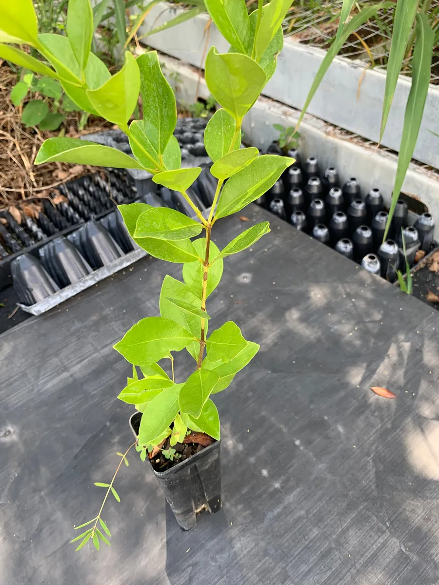 Strawberry Guava Live Plant - Psidium cattleianum Bush 12" Tall - Image 2