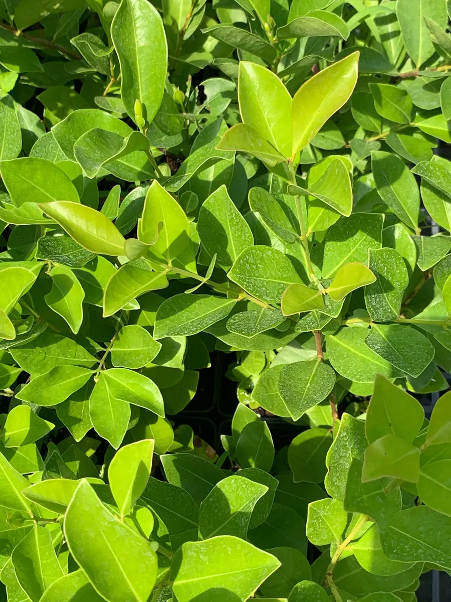 Strawberry Guava Live Plant - Psidium cattleianum Bush 12" Tall - Image 3