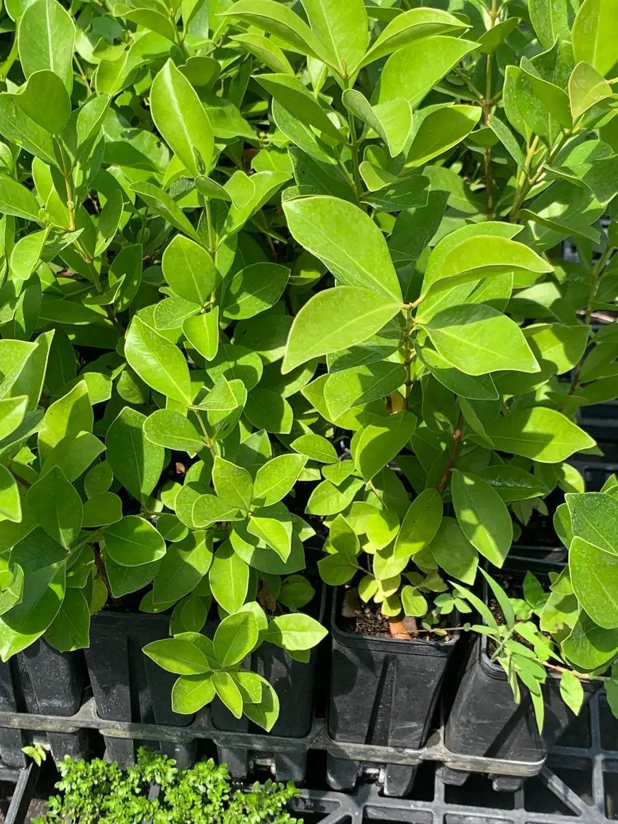 Strawberry Guava Live Plant - Psidium cattleianum Bush 12" Tall - Image 4