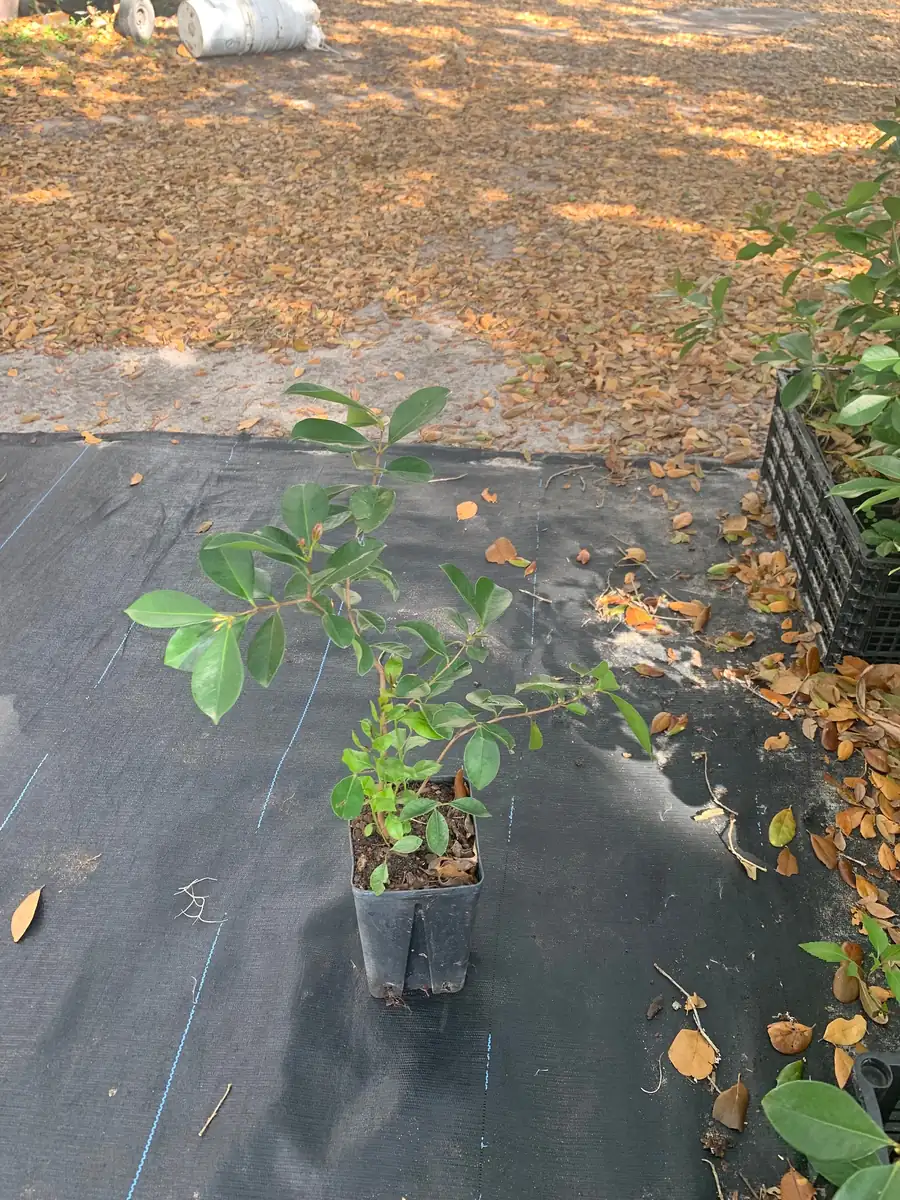 Strawberry Guava Live Plant - Psidium cattleianum Bush 12" Tall - Image 5