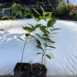 Strawberry Guava Live Plant - Psidium cattleianum Bush 12