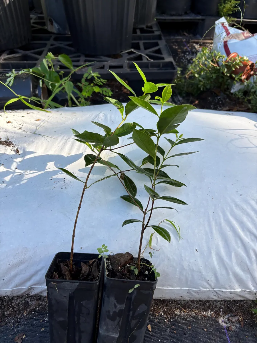 Strawberry Guava Live Plant - Psidium cattleianum Bush 12" Tall - Image 6