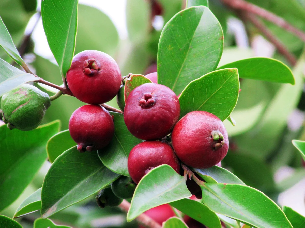 Strawberry Guava Live Plant - Psidium cattleianum Bush 12" Tall - Image 1