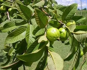 Strawberry Guava Tree Live Plant - Grafted Tropical Fruit Tree - Image 2