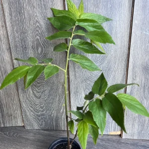 Strawberry Tree Plant - Jamaican Cherry Live Plant - Muntingia calabura - 6 inch Pot - Image 2