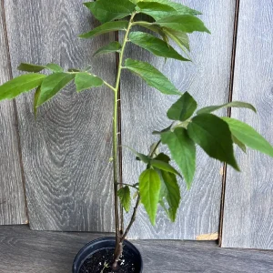 Strawberry Tree Plant - Jamaican Cherry Live Plant - Muntingia calabura - 6 inch Pot - Image 3