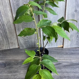Strawberry Tree Plant - Jamaican Cherry Live Plant - Muntingia calabura - 6 inch Pot - Image 1