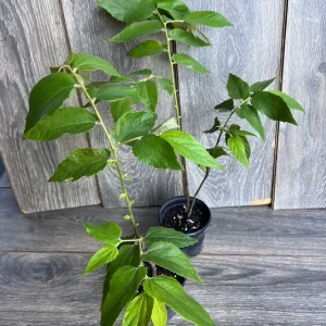 Strawberry Tree Plant - Jamaican Cherry Live Plant - Muntingia calabura - 6 inch Pot - Image 4