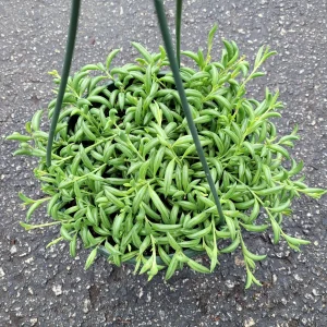 String of Bananas Senecio radicans Live Succulent Plant - Trailing Houseplant - Image 6