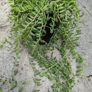 String of Bananas Senecio radicans Live Succulent Plant - Trailing Houseplant - Image 8