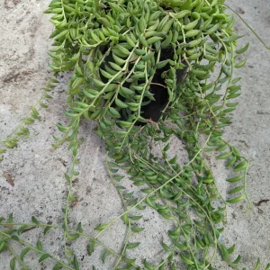 String of Bananas Senecio radicans Live Succulent Plant - Trailing Houseplant - Image 9