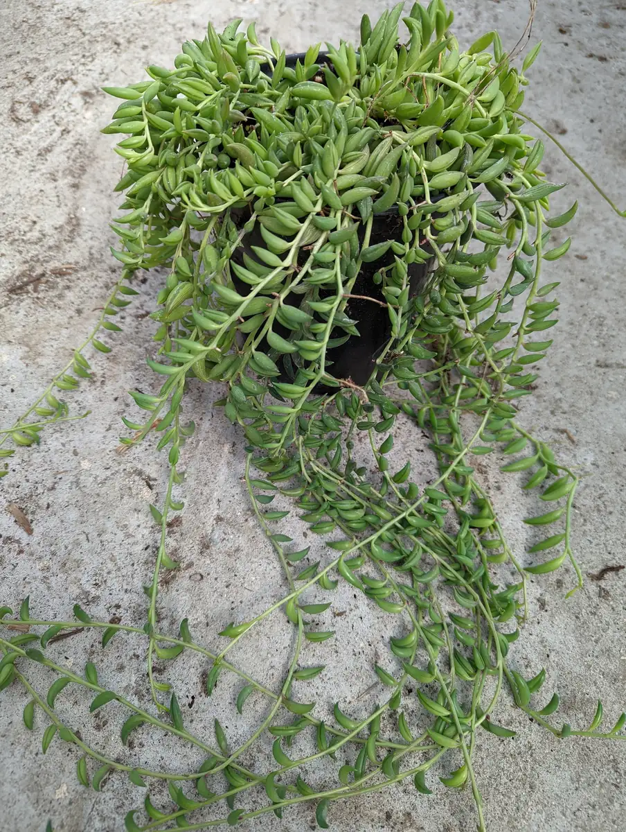 String of Bananas Senecio radicans Live Succulent Plant - Trailing Houseplant - Image 9