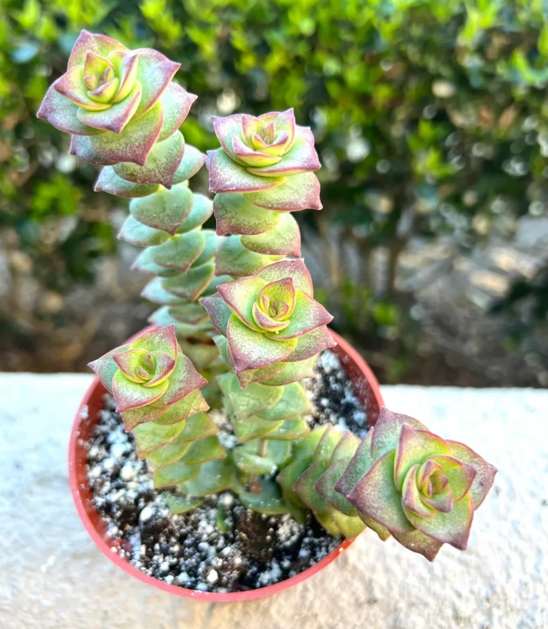 faux succulent wall Faux Succulent Wood Wall Hanger