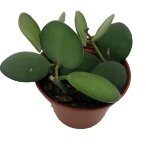 String of Coins Live Plant – Xerosicyos Danguyi – 2.5 inch Pot – Succulent - Image 2