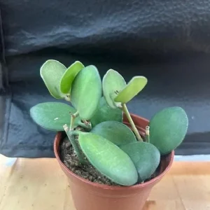 String of Coins Live Plant – Xerosicyos Danguyi – 2.5 inch Pot – Succulent - Image 4