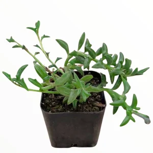 String of Dolphins Senecio peregrinus Live Succulent Plant - 2-4 Inch Pot - Image 2